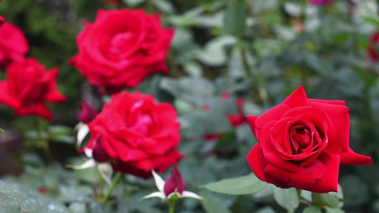 Close up of red roses in the garden in daylight