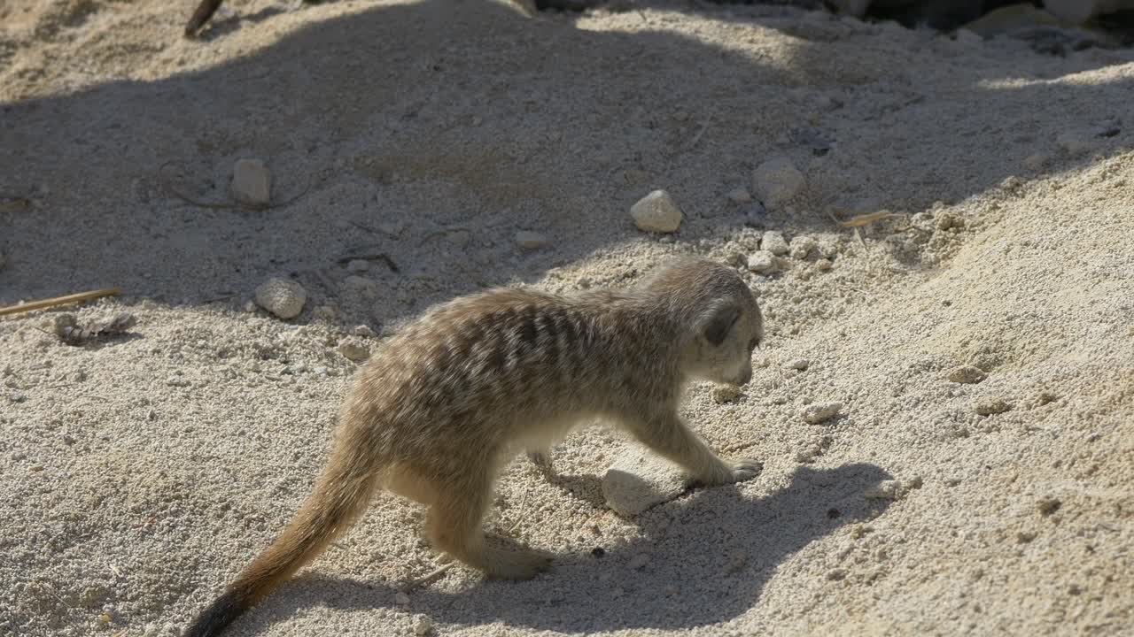 귀여운 아기 미어캣은 화창한 날 야외 모래 지형에 천천히 구멍을 파고 있습니다 - 슬로우 모션