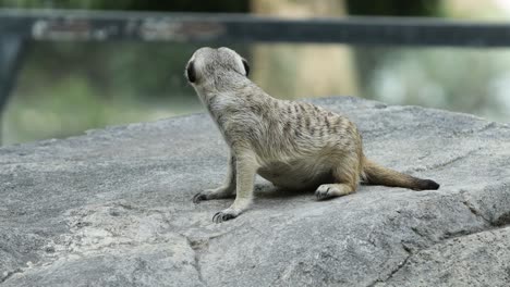 meerkat standing alert on stone in natural habitat with rocky background