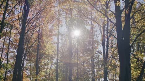 warm fall sunlight panning through color changing leaves