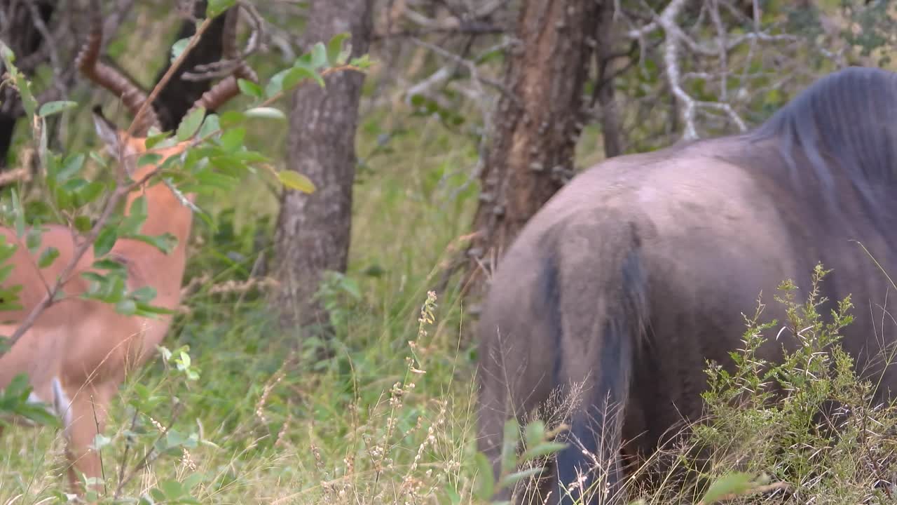 Gnu striato (Connochaetes taurinus), anche conosciuto come gnu comune, che mangia erba e poi esce dall'inquadratura. Antilope dalle corna a spirale che pascola anche sullo sfondo