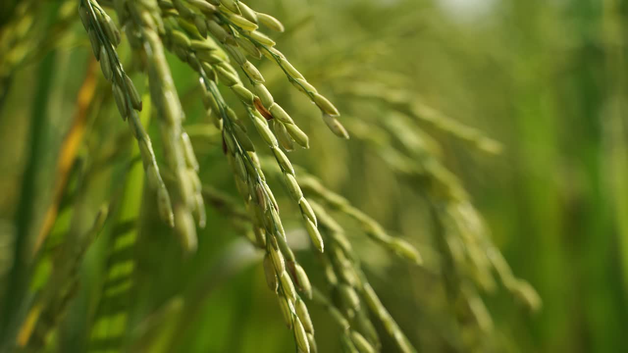 쌀은 많은 아시아 국가에서 주식입니다.