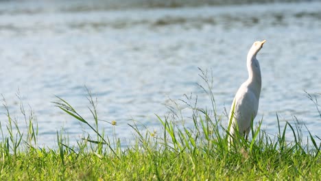 egret standing by a serene water body