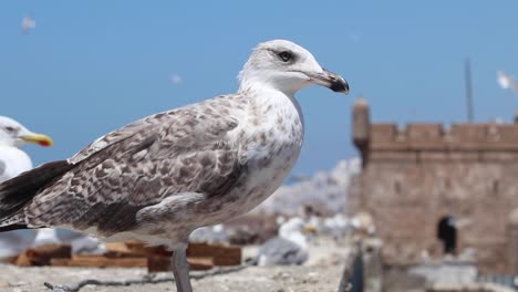 seagulls of essaouira, morocco and the kasbah of essaouira behind them, the place where game of thrones was filmed