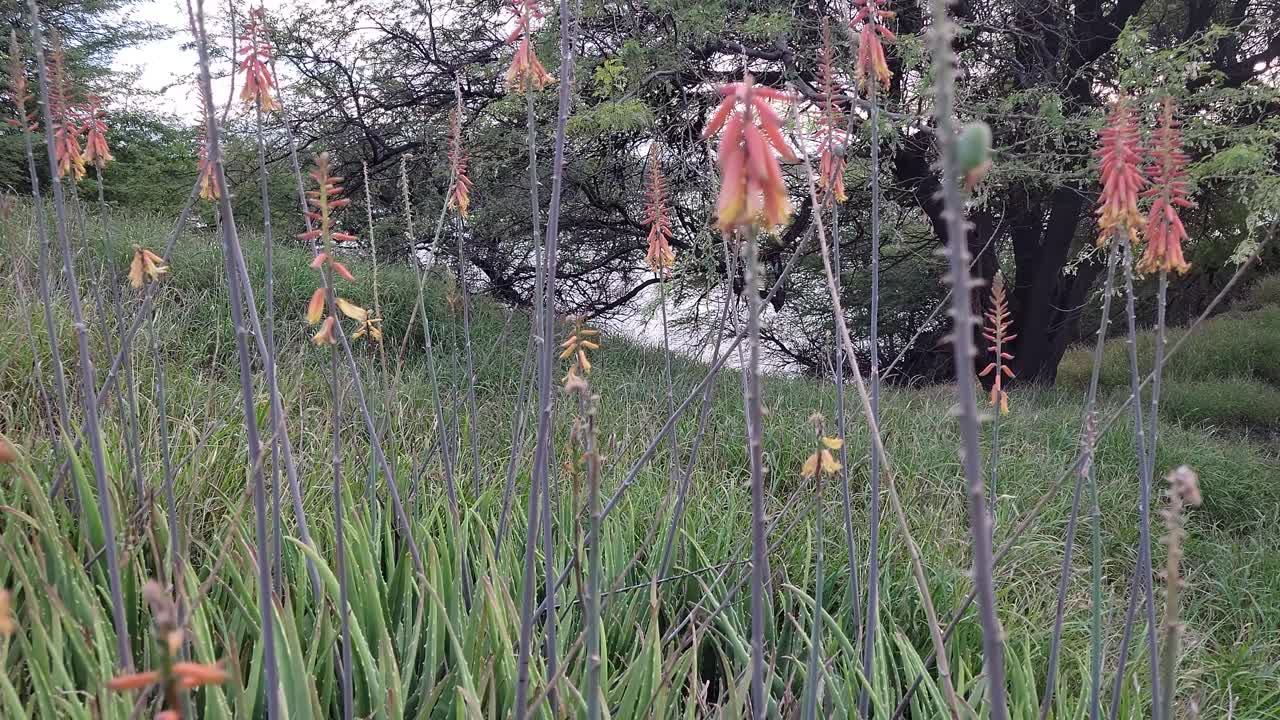 Tall aloe plants with orange blossoms gently sway in the wind on a lush hillside, with a large tree in the background adding contrast and depth to the serene natural setting.