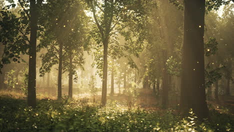 sunlit forest path with glowing lights