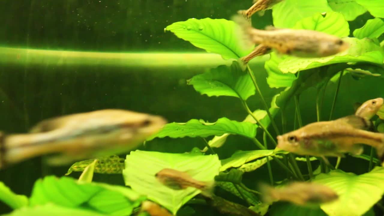 peces nadando en el acuario