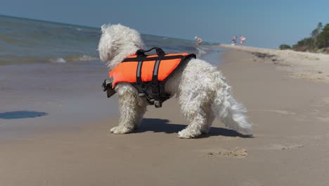 Depressiver-Bichon-Frise-Welpenhund,-Der-Auf-Seinen-Meister-An-Der-Meeresküste-Wartet