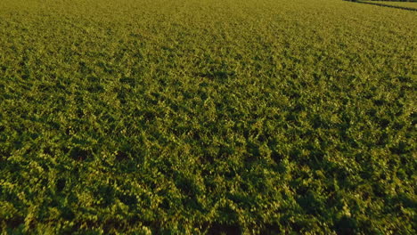 Endless-apple-orchards,-aerial-view-of-the-field