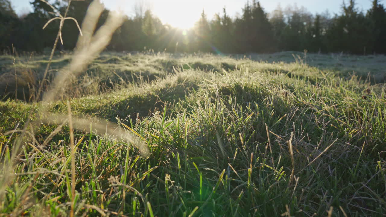 hierba cubierta de escarcha en una mañana fría