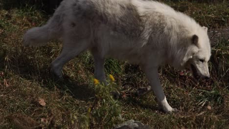 Arktischer-Wolf,-Der-Die-Grasbewachsene-Bank-In-Der-Nähe-Hinuntergeht