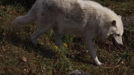 lobo ártico caminando por el primer plano del banco cubierto de hierba