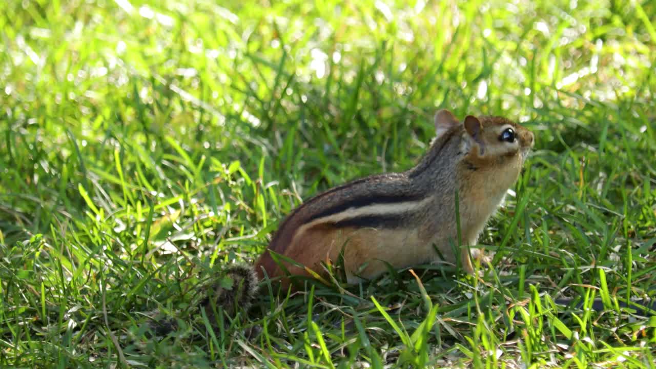 먹이를 찾아 헤매는 것보다 주변 환경을 더 경계하는 동부다람쥐