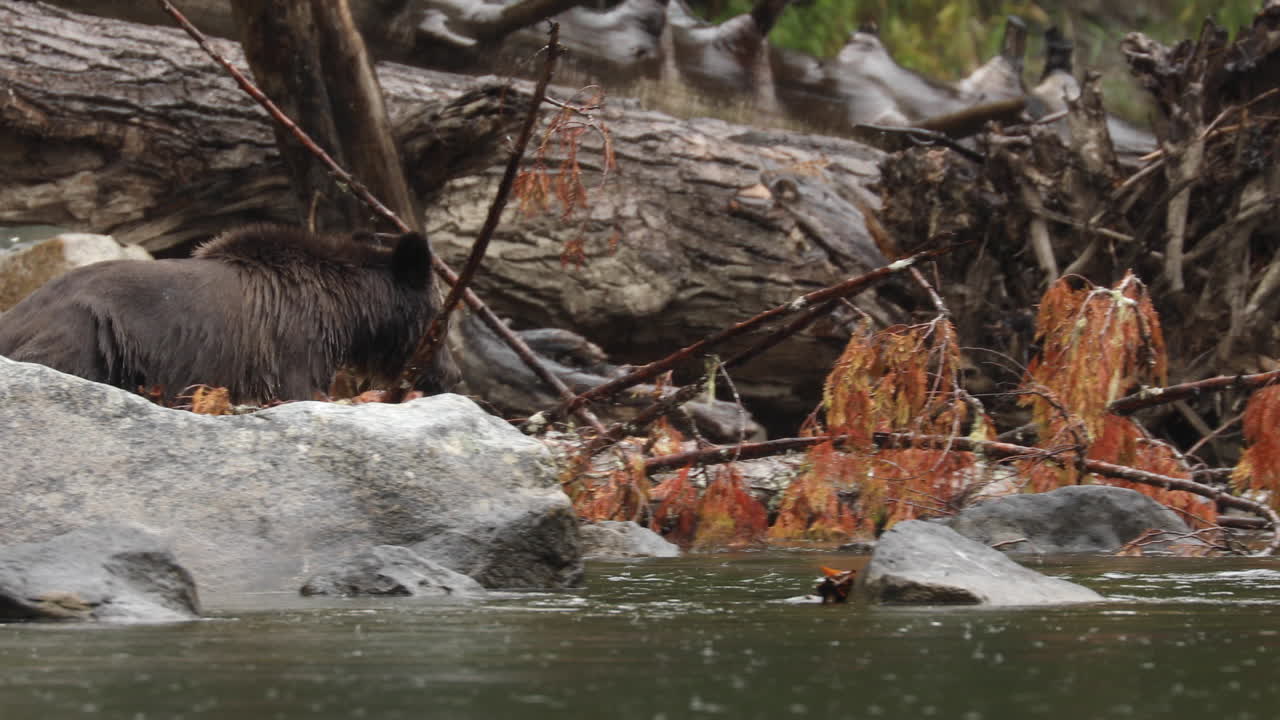 joven oso grizzly explora la orilla del río, gran selva tropical de osos, columbia británica