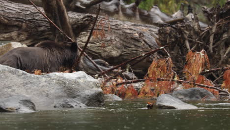 Joven-Oso-Grizzly-Explora-La-Orilla-Del-Río,-Gran-Selva-Tropical-De-Osos,-Columbia-Británica