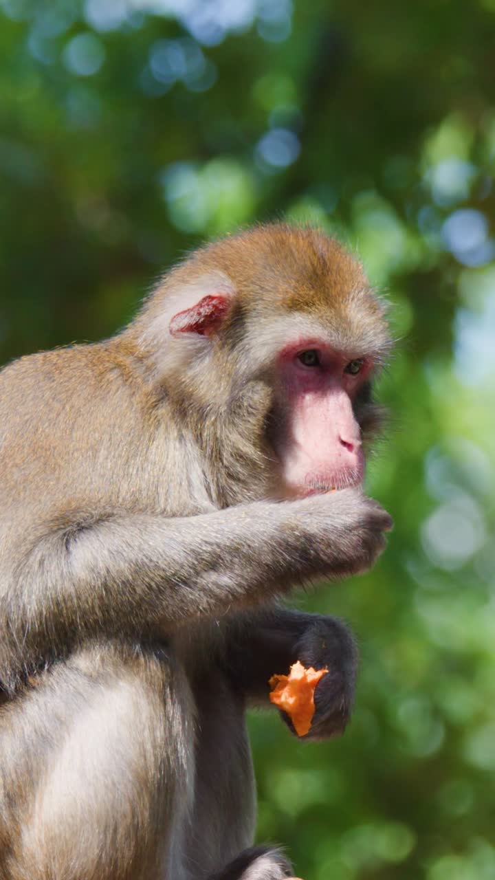 A rhesus macaque sits on a log eating orange fruit against a blurred forest background