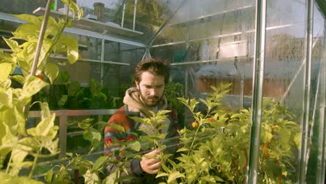 hipster male checking on his plants in the green house