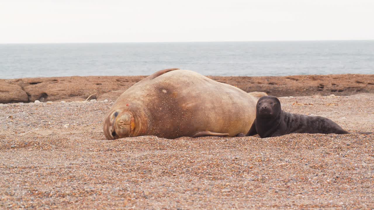 Ground Level shot of a elephant seal female Yawning with her cute pup by her side resting on the sandy beach with background of the sea