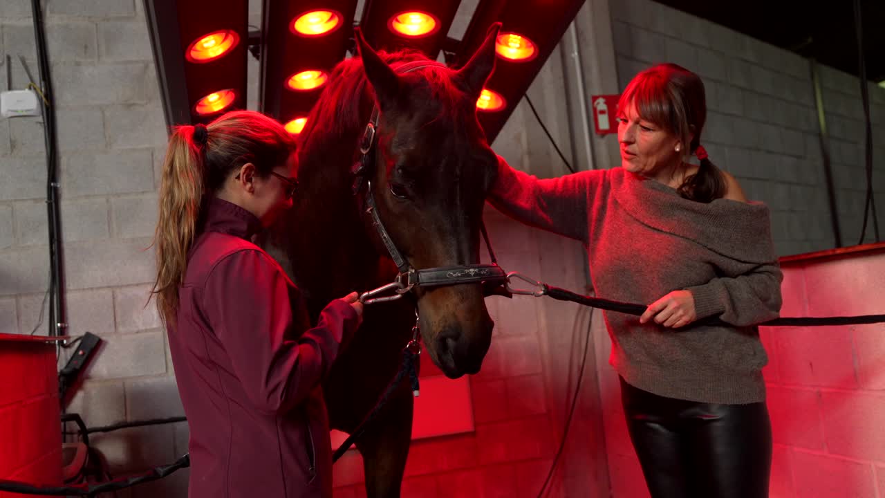 Horse undergoing red light therapy with two women