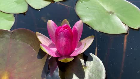 flor de loto rosa flotando en el agua con nenúfares verdes