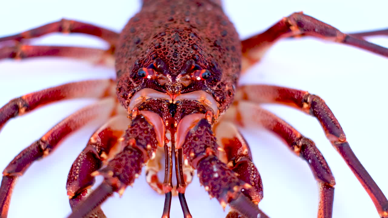 Frontal close-up of angry-looking live crayfish (cape lobster). Rack focus