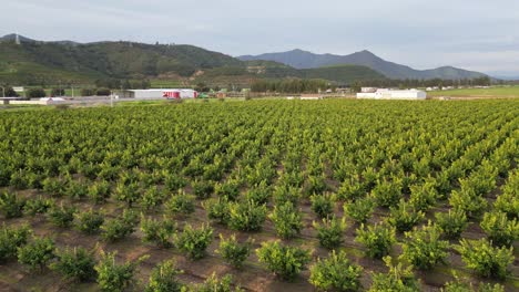 tree-plantations,-commune-of-pomaire