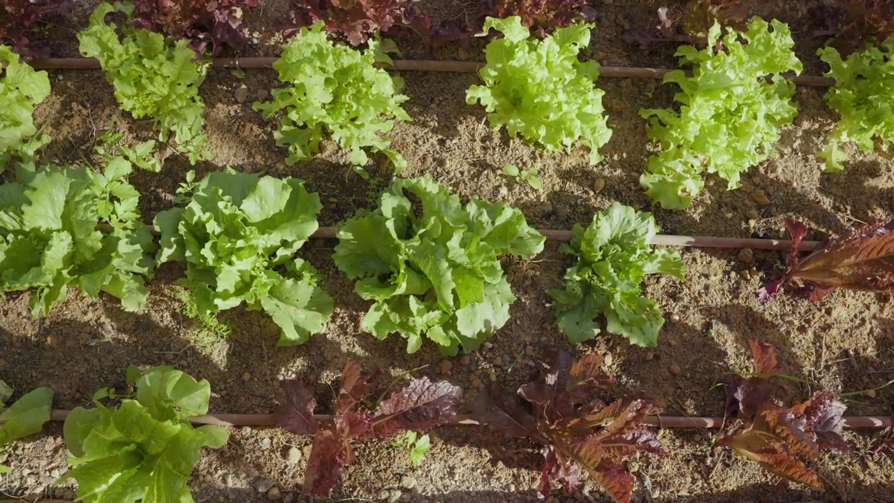 Green and purple lettuce vegetables ripe and ready to pick and eat farm to table. Sustainable lifestyle in backyard garden or community garden with volunteers helping grow plants healthy raw food diet