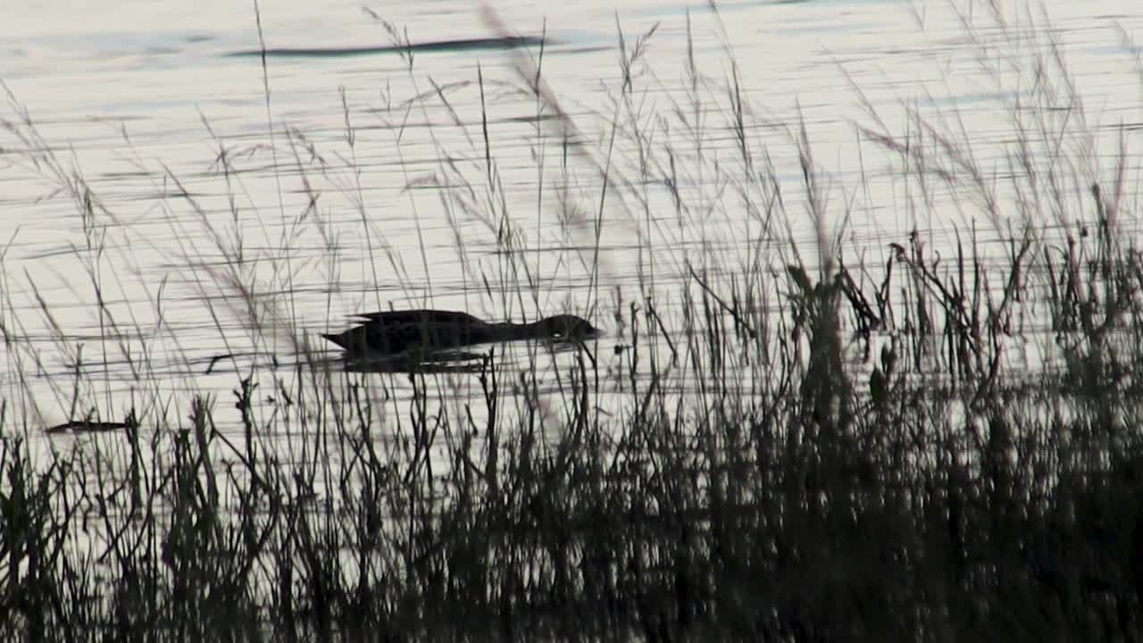 dos patos en un estanque hd 30fps