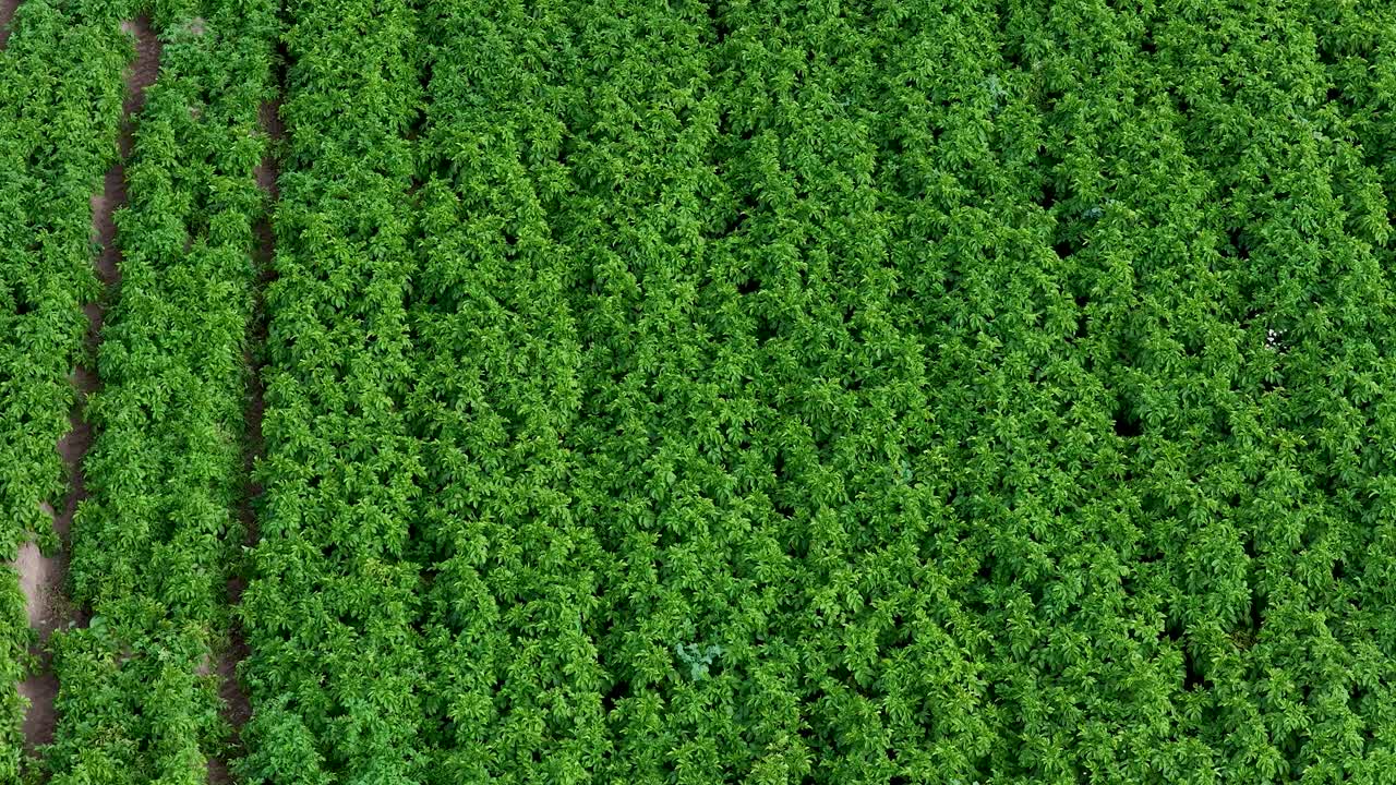 Drone footage glides smoothly above vibrant green crop rows in a rural agricultural field, under natural daylight, emphasizing symmetry and healthy plant growth