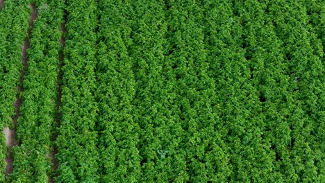 drone footage glides smoothly above vibrant green crop rows in a rural agricultural field, under natural daylight, emphasizing symmetry and healthy plant growth