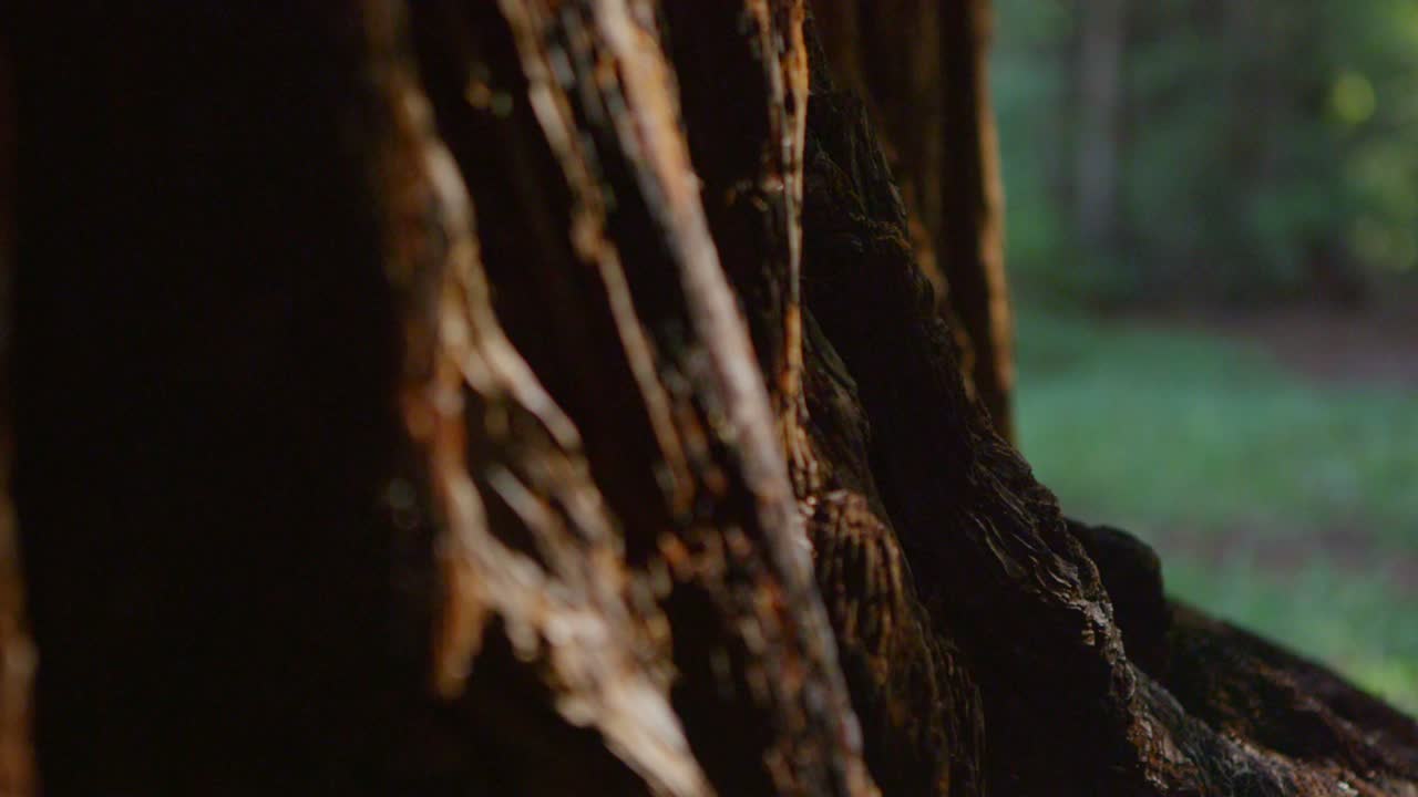 한 손이 숲의 나무 줄기를 따라 달린다