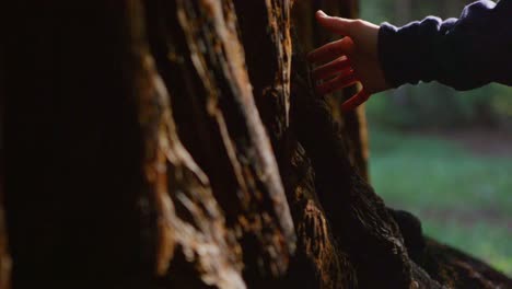 a hand runs along a tree trunk in a forest