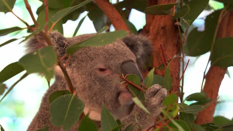 Primer-Plano-De-La-Cabeza-De-Un-Poco-Quisquilloso-Con-La-Comida,-El-Lindo-Koala,-Phascolarctos-Cinereus-Encaramado-En-El-árbol,-Olfateado-Y-Recogido-Delicadamente-Las-Hojas-De-Eucalipto-Antes-De-Comer-El-Follaje-Seleccionado