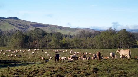 herd of cows in green pasture with scenic mountain background