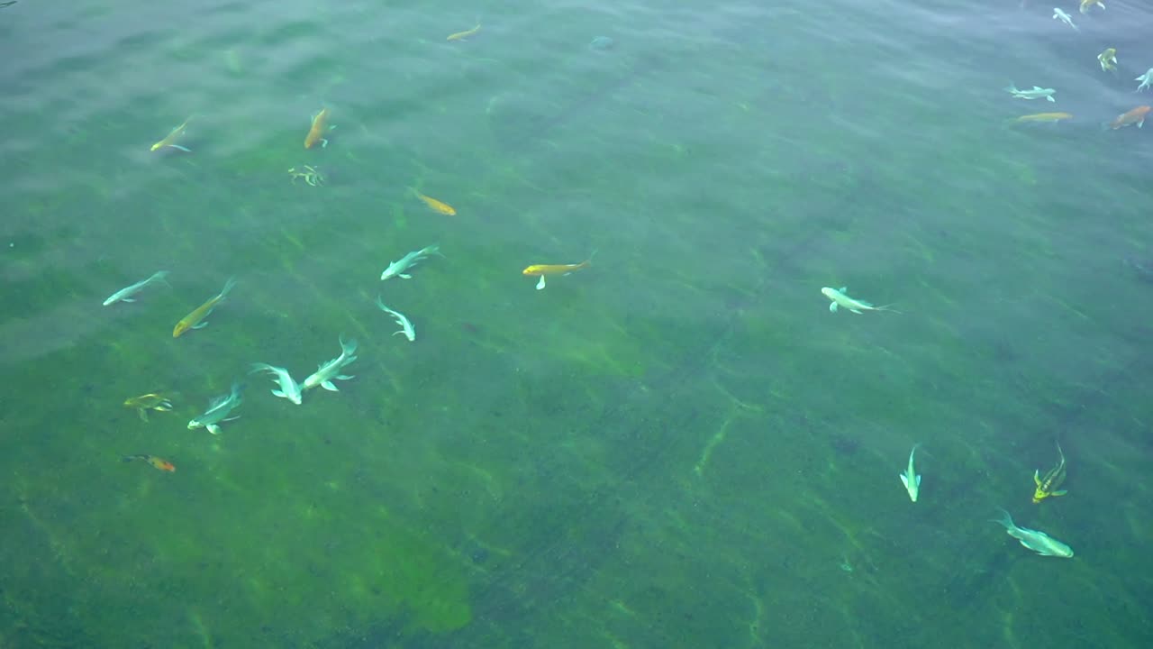 Colourful fish swimming in a lake at the White Temple, Thailand.