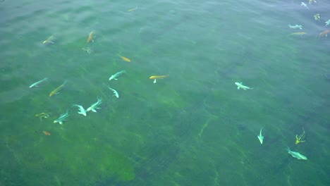 colourful fish swimming in a lake at the white temple, thailand.