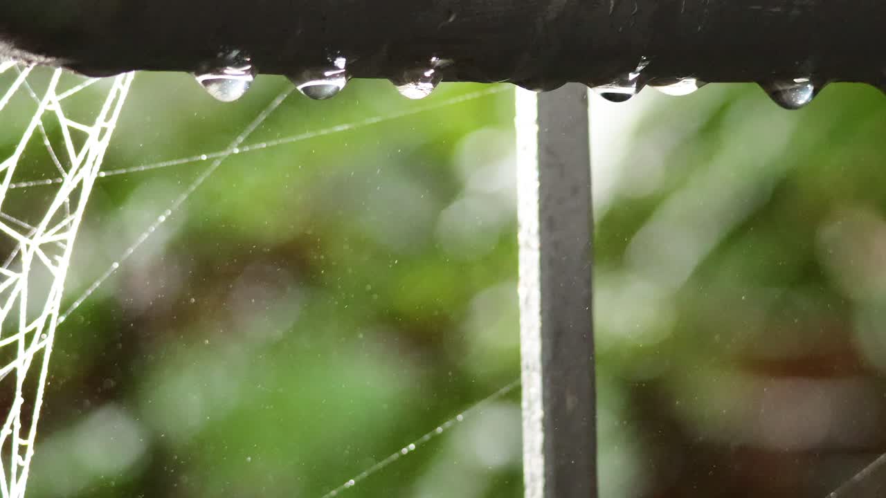 숲 속 의 거미줄 에 물방울 이 떨어지는 것