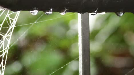 gotas de agua en la red de araña en el bosque