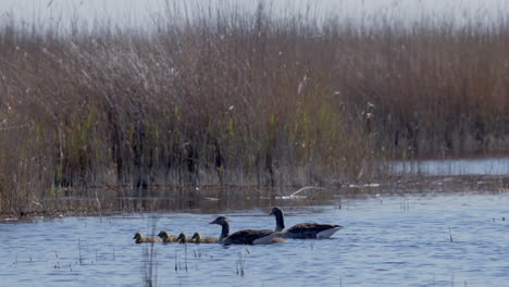 vista panorámica de la familia de gansos greylag nadando en un lago