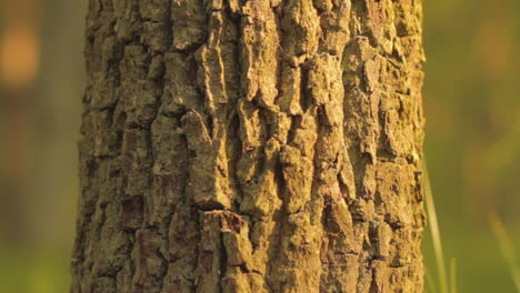 The sun shines through the bark of a maple tree