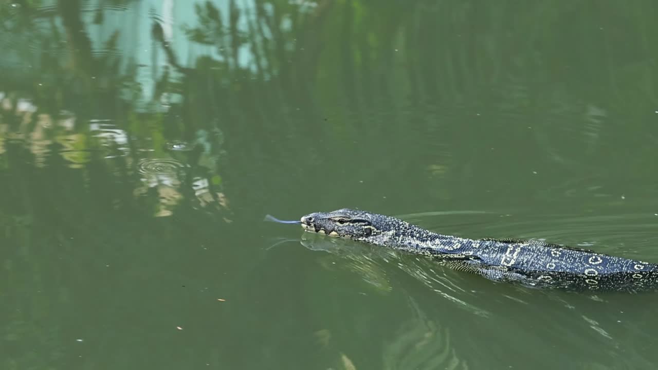 Close-up of an alligator's head smoothly moving through calm, green water with subtle reflections.