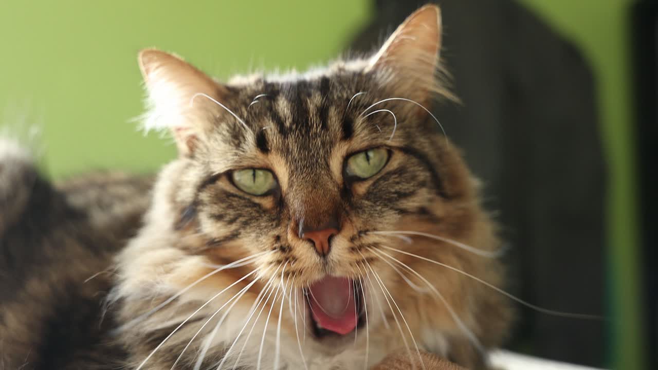 Cat with green eyes yawning on a green room