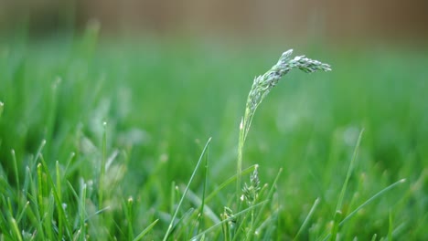 static close-up of green grass with subtle waving to wind - fescues on lawn