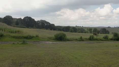 aerial-view-of-Two-beautiful-black-horses-grazing-fresh-grass-on-a-green-meadow