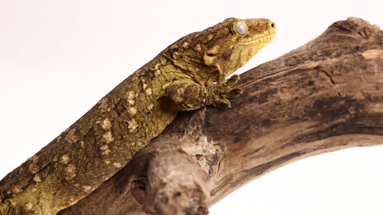 tokay gecko caminando registro super slomo