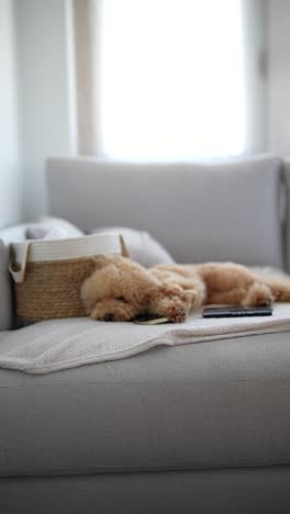 sleepy poodle on a sofa