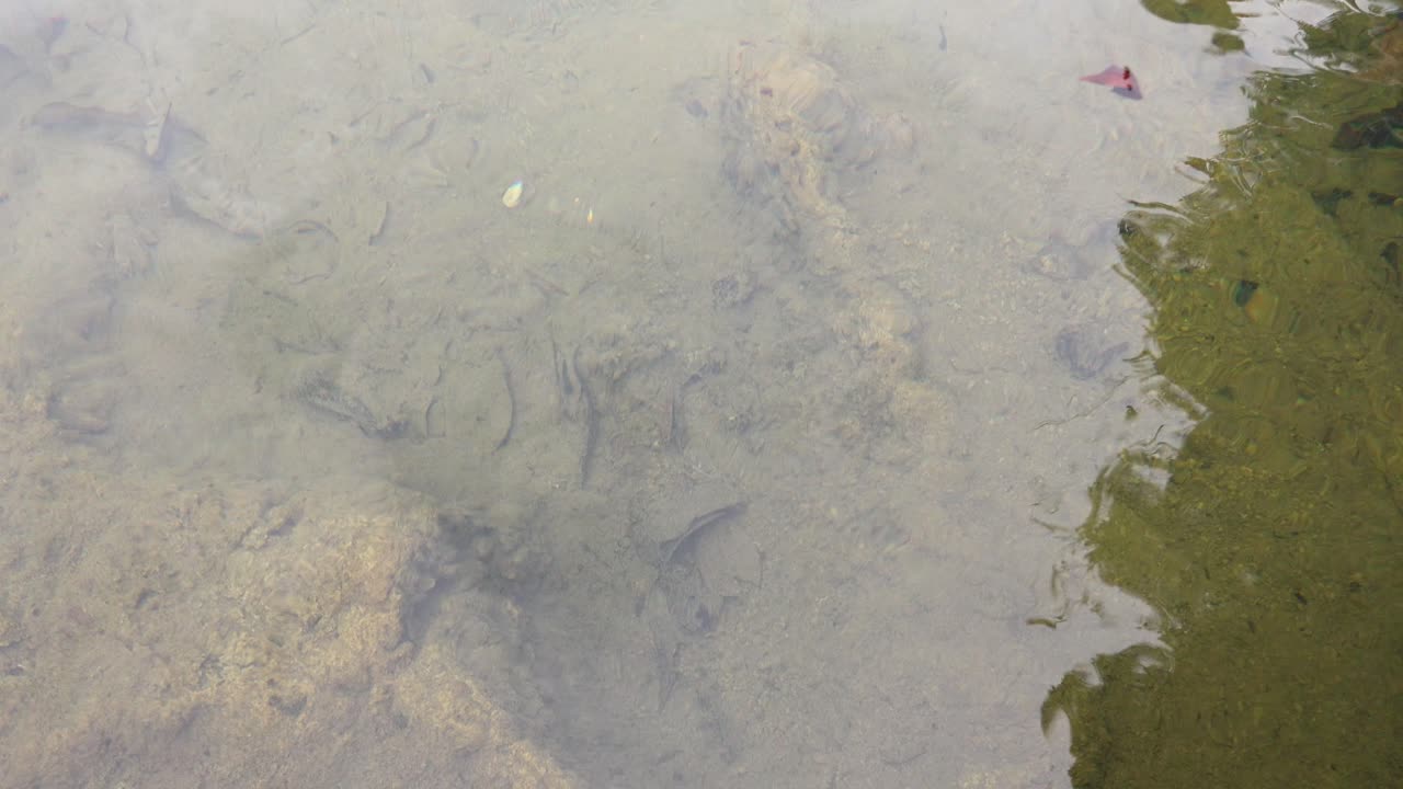 깨한 물에서 수영하는 물고기, 크라비, 태국