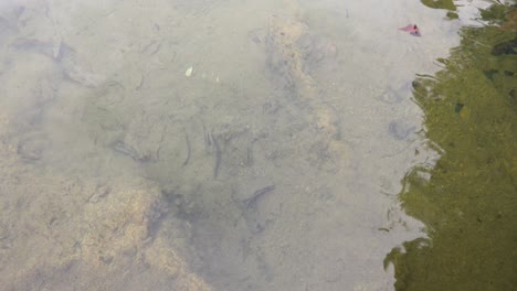 peces que nadan en aguas claras, cangrejo, tailandia