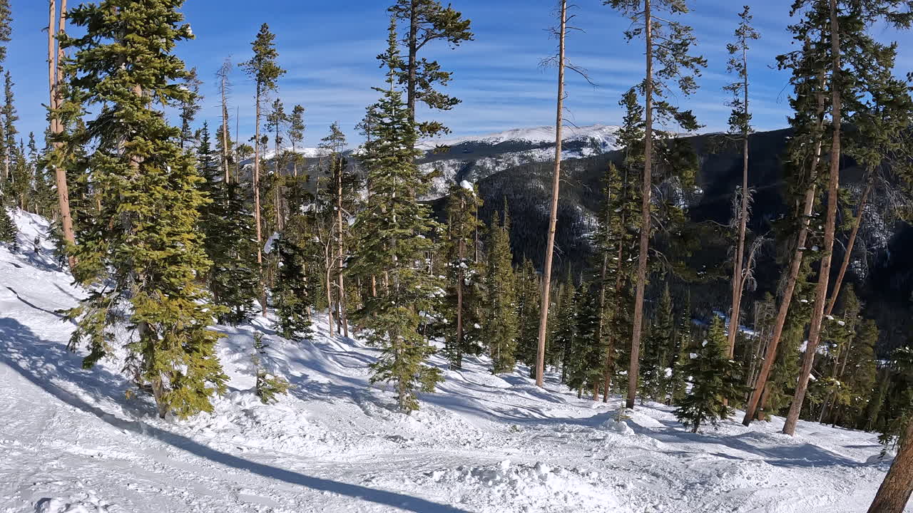 Sunny Bluebird Tree Ski Run Pan in Alpine Fores