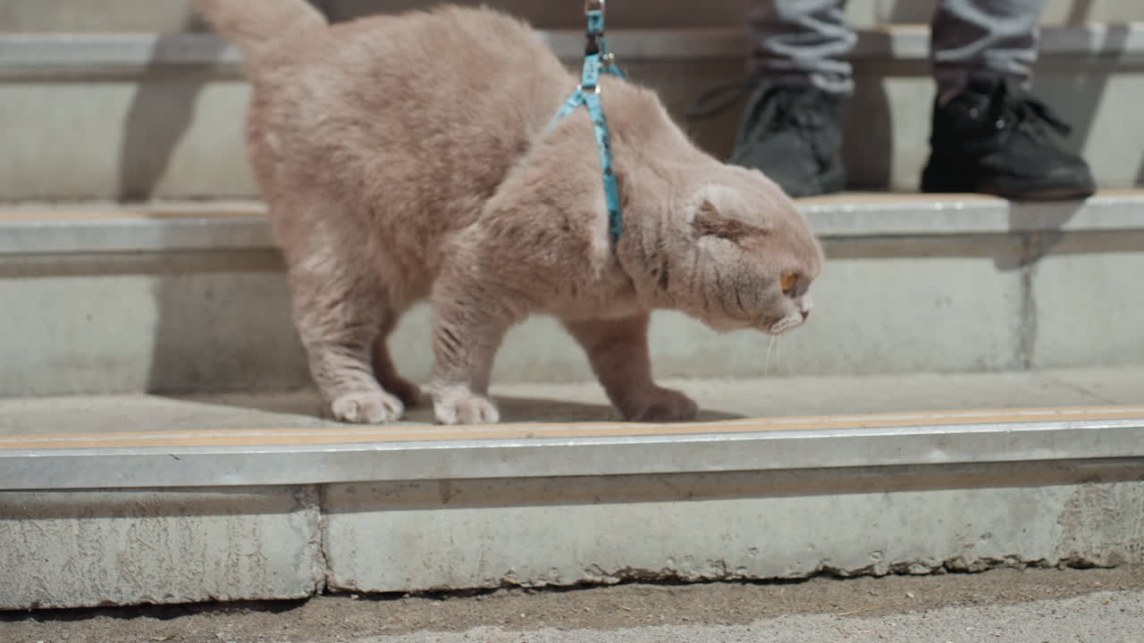 Cat Walking Cautiously Outside On Leash, Leashed Feline Carefully Descending Concrete Steps In Daylight, Urban Environment With Cat On Harness Descending Steps While Owner Stands Nearby